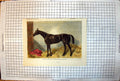 Old Print Marquis Winner Two Thousand Guineas Newmarket Stable Scene 1862 19th