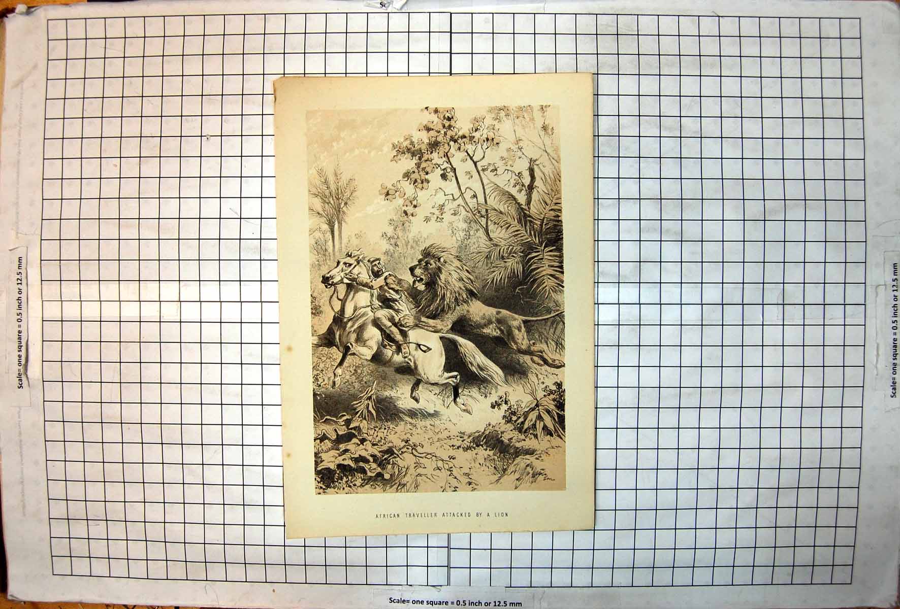 Antique Print African Traveller Attacked By Lion Horseback White Man Jungle
