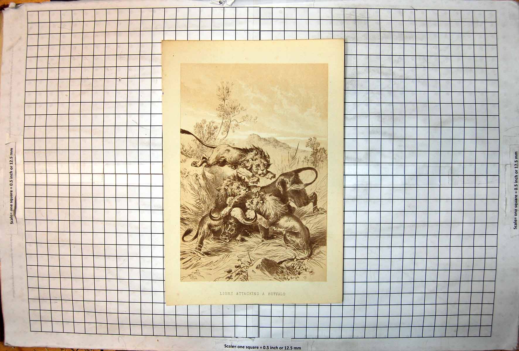 Antique Old Print Lions Attacking Buffalo Three Males Grassland Shrub Trees