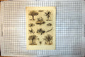 Antique Print African Wildlife Dragon Tree Locust Lotus Puff Adder Scorpion