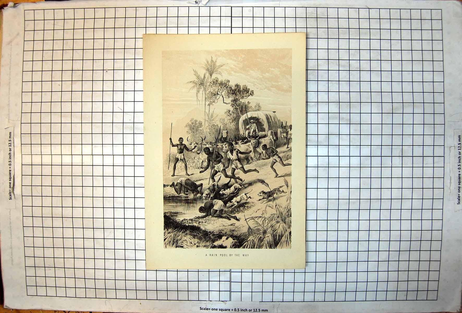 Antique Old Print Rain Pool Africa Men Drinking Dogs Cattle Pulling Ox Wagon