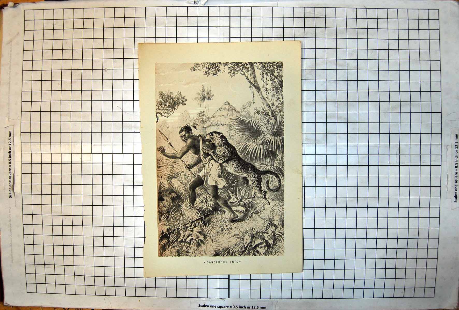 Old Print Leopard Attacking Native African Near Hut Gun Set Up On Ground