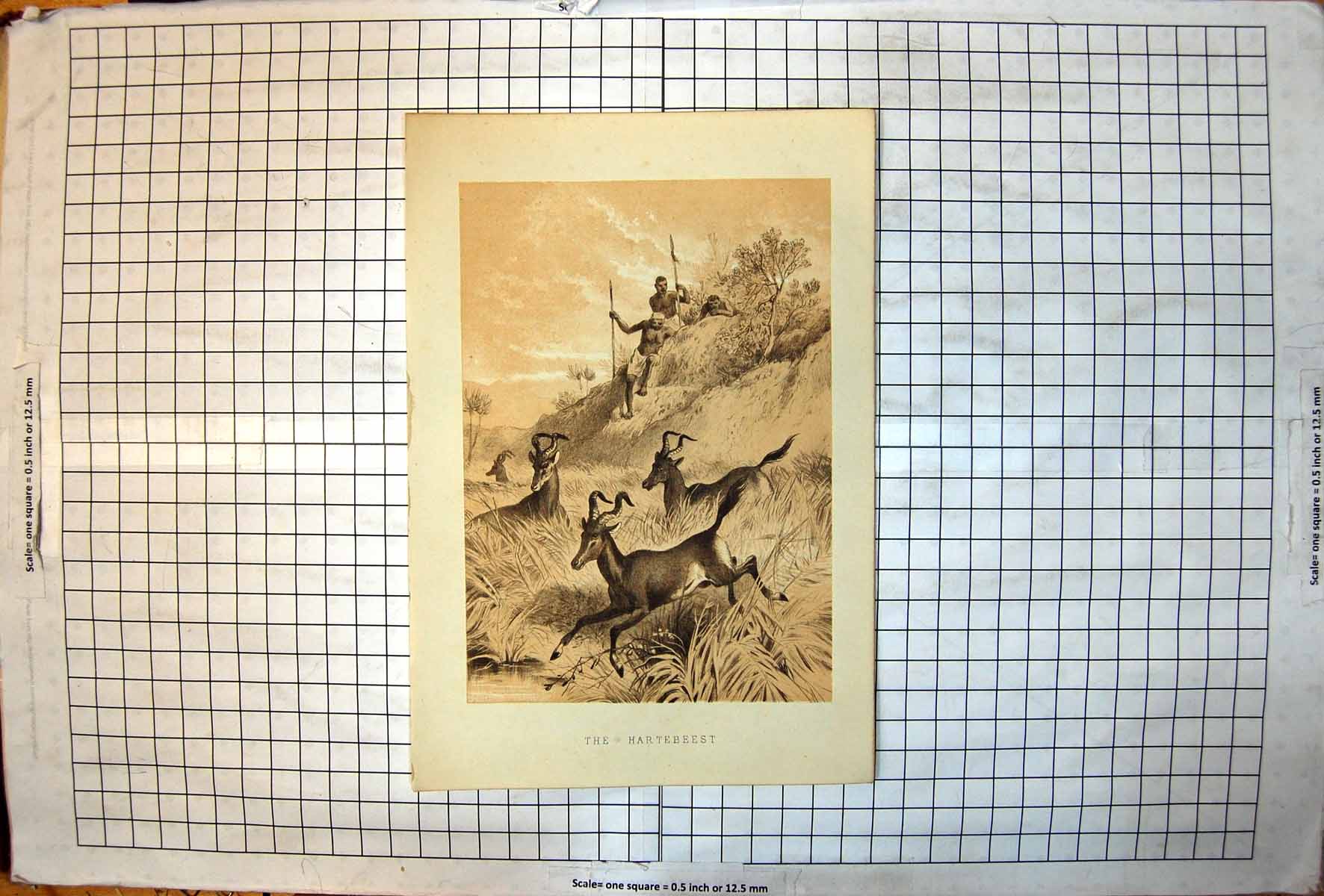 Antique Old Print African Native Men Hunting The Hartebeest Horned Antelope