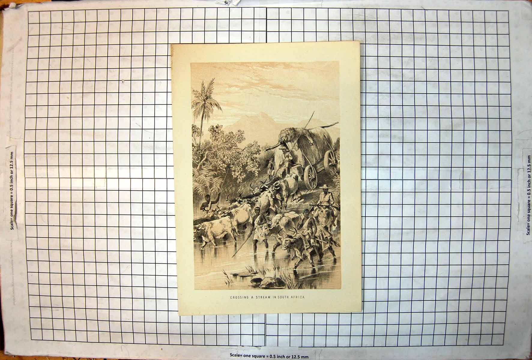 Antique Print Crossing A Stream In South Africa Ox Wagon Men Riding Cattle