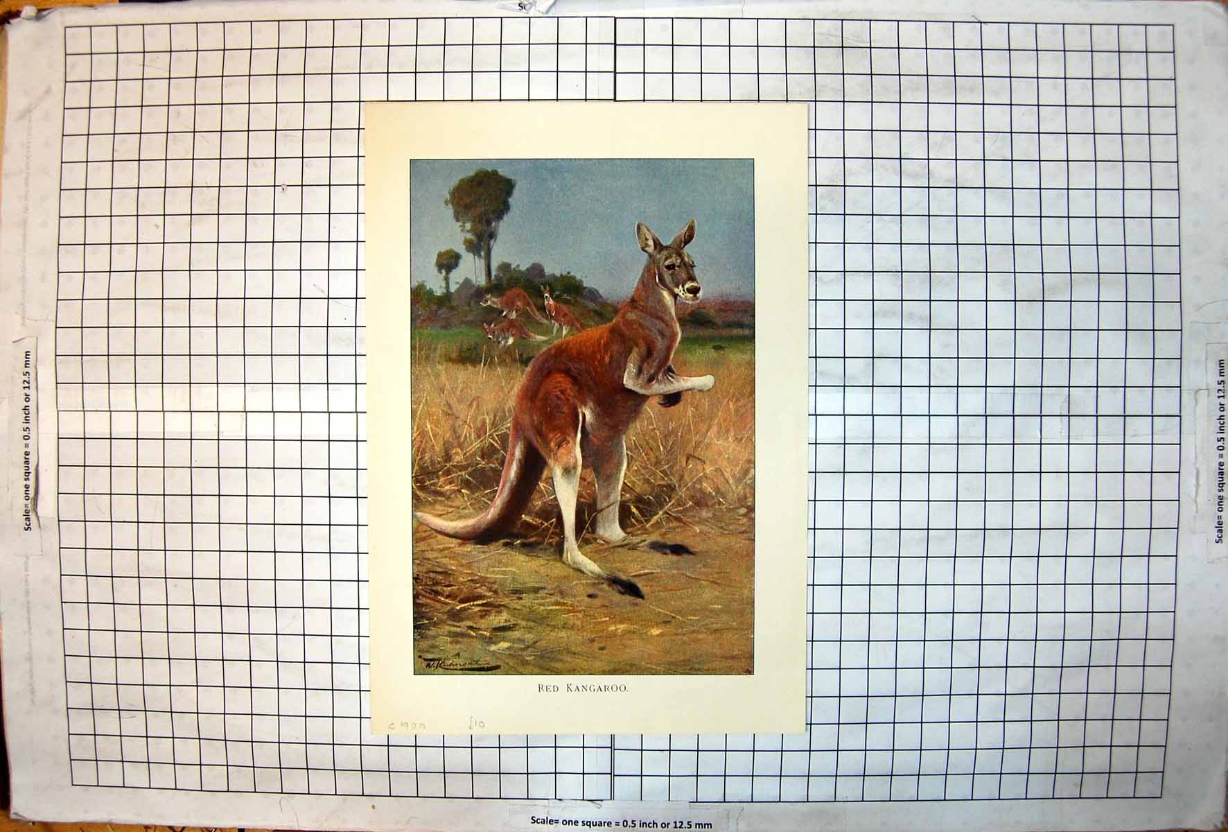 Old Print Red Kangaroo Colour Study Family Group Beyond Trees Grass C1920 20th