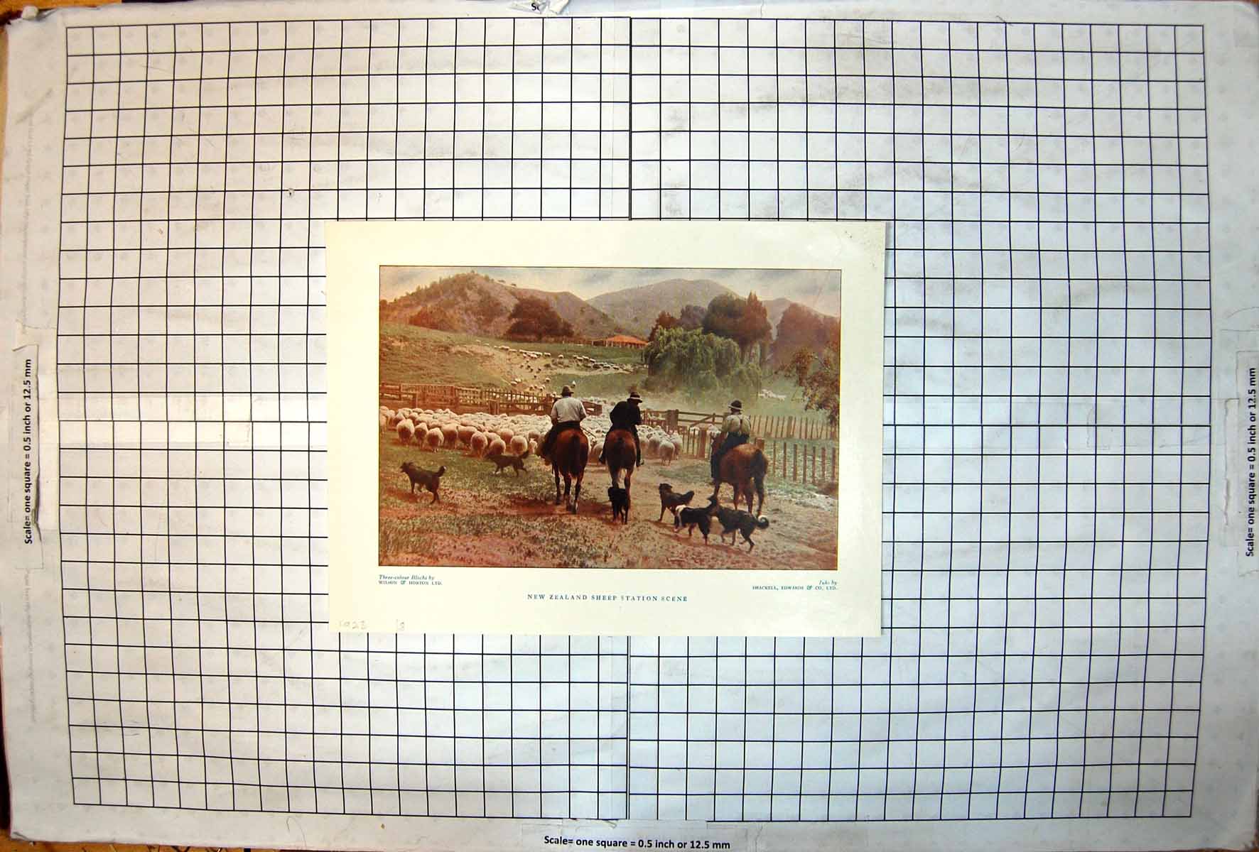 Antique Print New Zealand Sheep Station Scene Horses Dogs Rounding Up 1928 20th