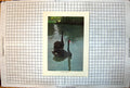 Antique Old Print Black Swan Two On River Another Riverbank Reflections Calm