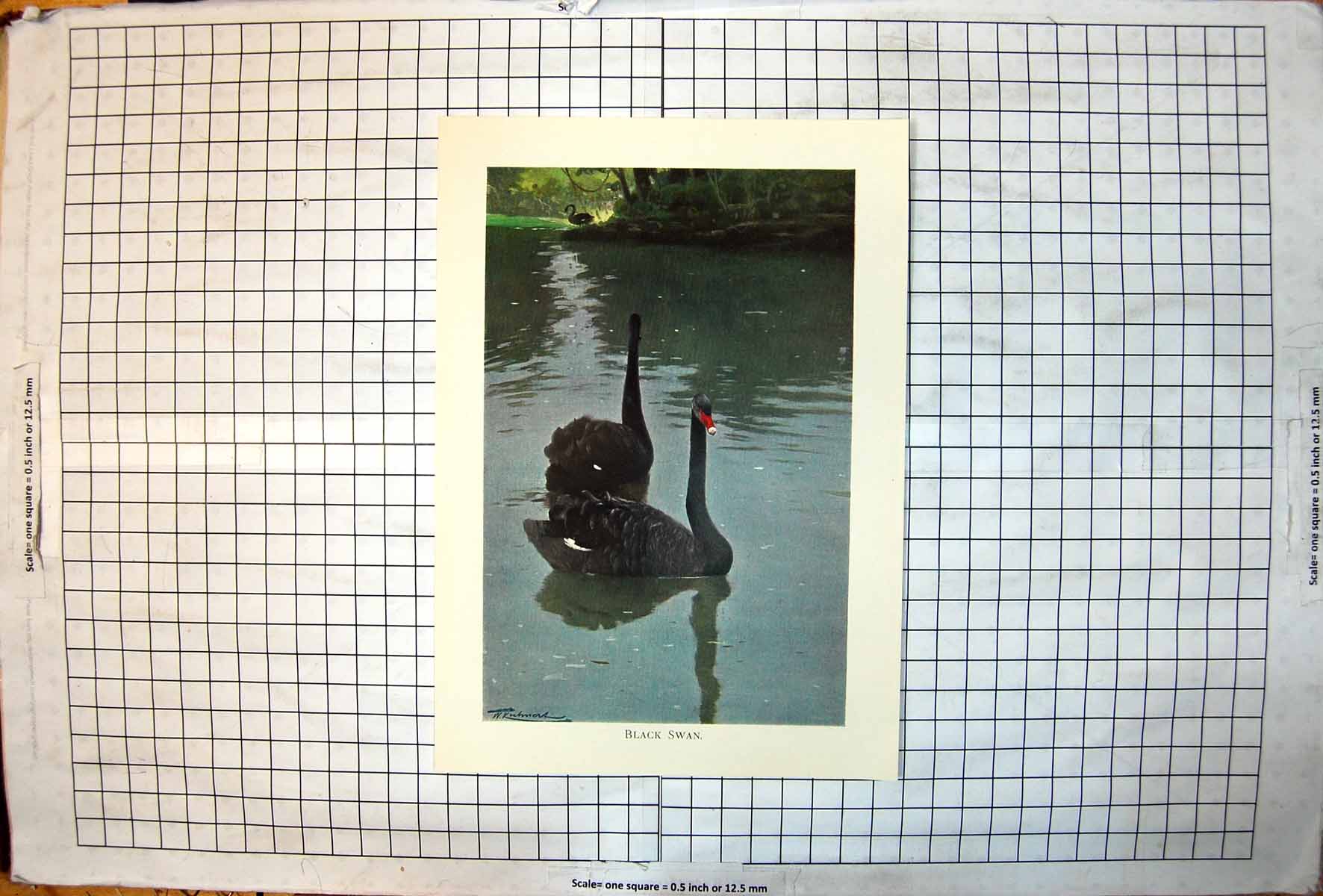 Antique Old Print Black Swan Two On River Another Riverbank Reflections Calm