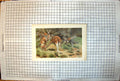 Old Print Red Kangaroo Colour Study Family Group Massive Trees Grassland