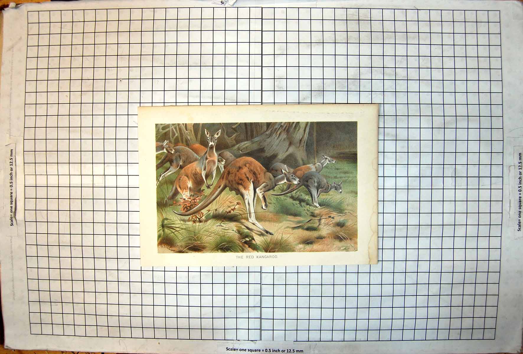 Old Print Red Kangaroo Colour Study Family Group Massive Trees Grassland
