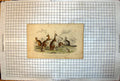 Old Print Kangaroos Lord Derby Aroe Parry Woolly Brush Tailed Rat Tailed