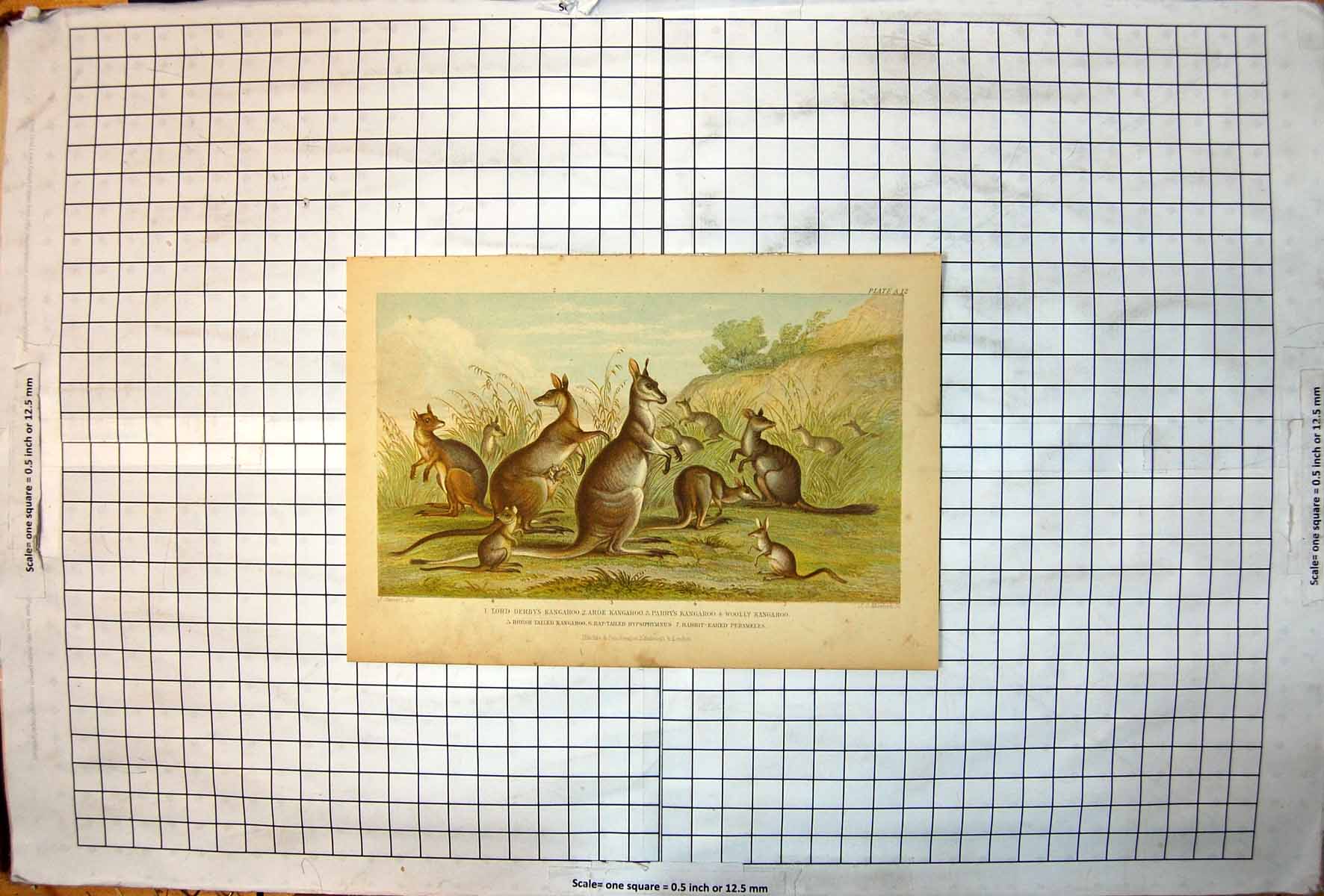 Old Print Kangaroos Lord Derby Aroe Parry Woolly Brush Rabbit Eared 1879 19th