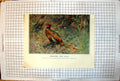 Antique Old Print Cock Hen Pheasant Hunting Scene Horses Hounds Men Ti Lloyd
