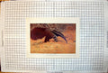 Antique Old Print Great Ant-Eater Feeding Colour Study Dry Red Kangaroos 1910