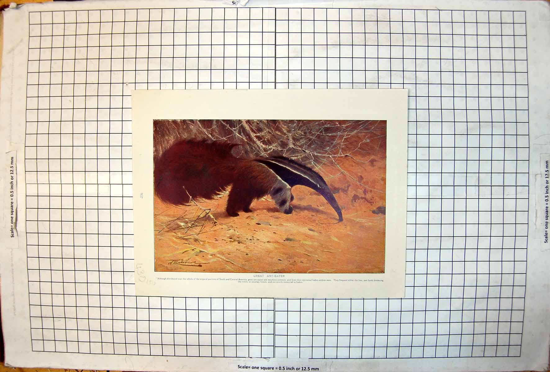 Antique Old Print Great Ant-Eater Feeding Colour Study Dry Red Kangaroos 1910