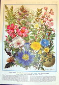 Old Flowers Fruit Holy Writ Lilies Mandragora Myrrh Frankincense 1953 20th