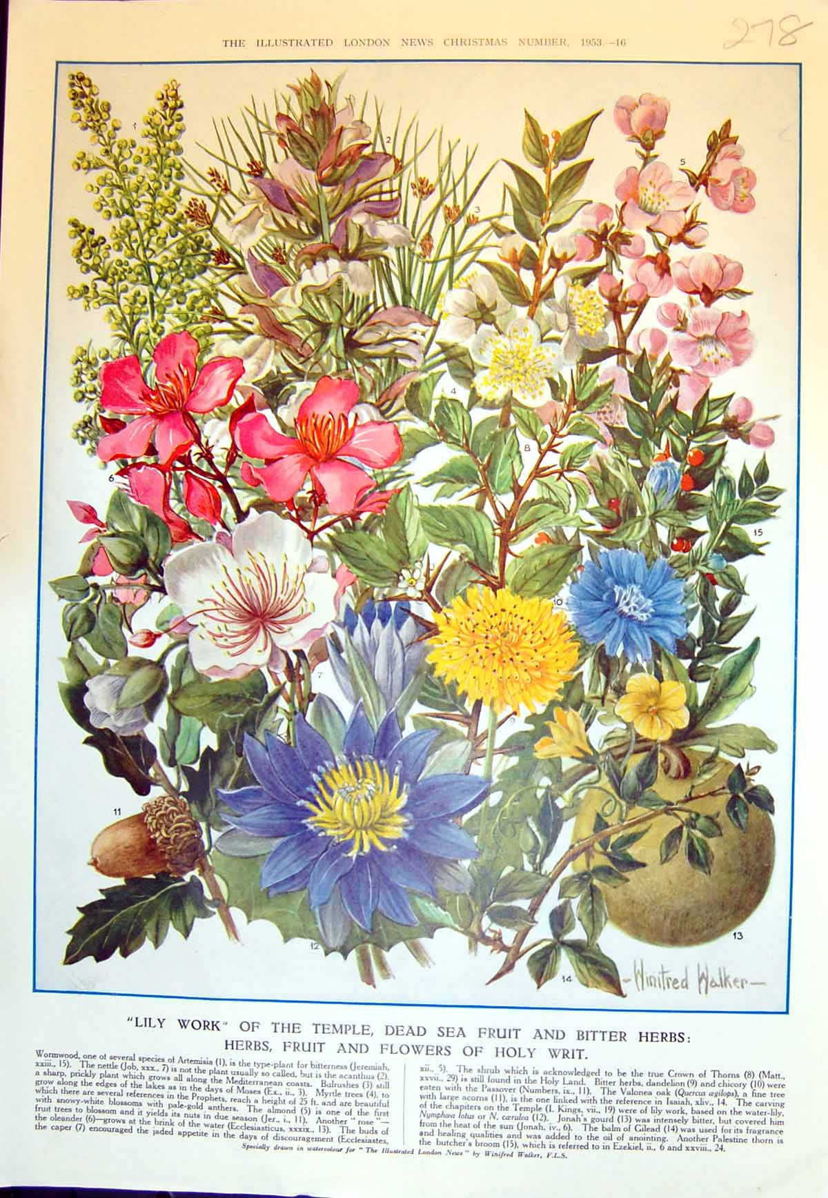 Old Flowers Fruit Holy Writ Lilies Mandragora Myrrh Frankincense 1953 20th