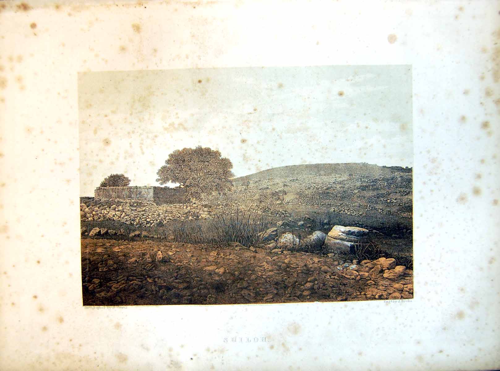 Old Print Shiloh Small Stone Walls Field Boundaries Trees Grasses Stoney