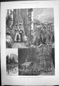 Old Antique Print Californian Sketches Mammoth Trees Rock Mountain 1888 19th