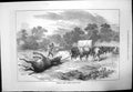 Old Antique Print Sketch Africa Bringing Home Eland Natives Spears 1872 19th