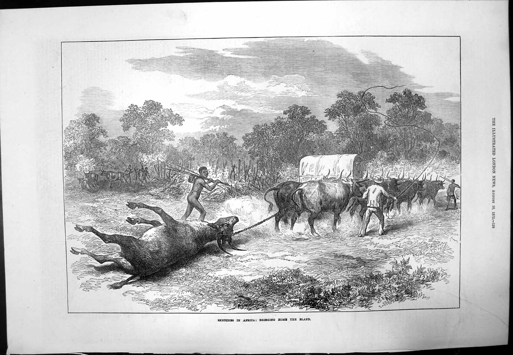 Old Antique Print Sketch Africa Bringing Home Eland Natives Spears 1872 19th