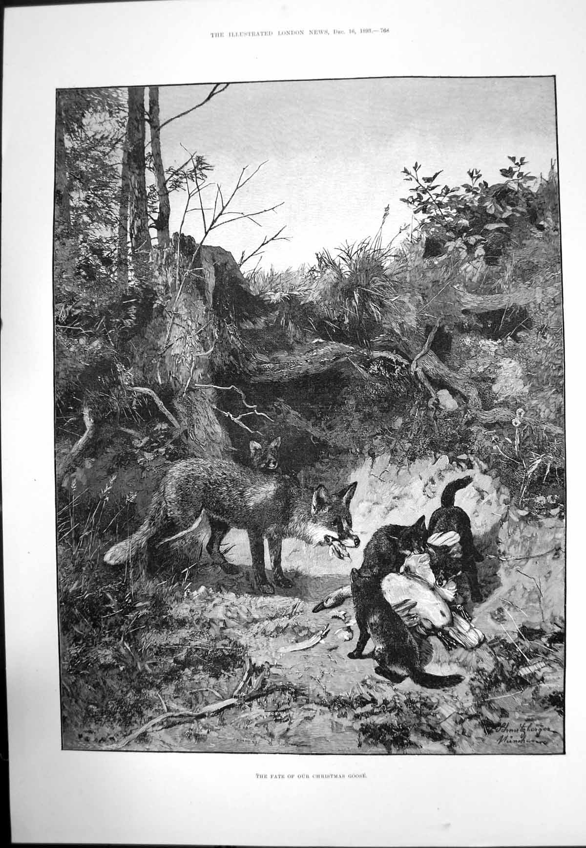 Original Old Antique Print Fate Christmas Goose Fox Cubs Eating Goose 1893 19th