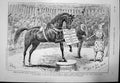 Antique Old Print Ellimans Embrocation Advert Horse Circus Advert Mouth 1880
