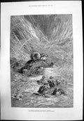 Original Old Antique Print Bird Nest Looking After Her Chicks 1879 Victorian