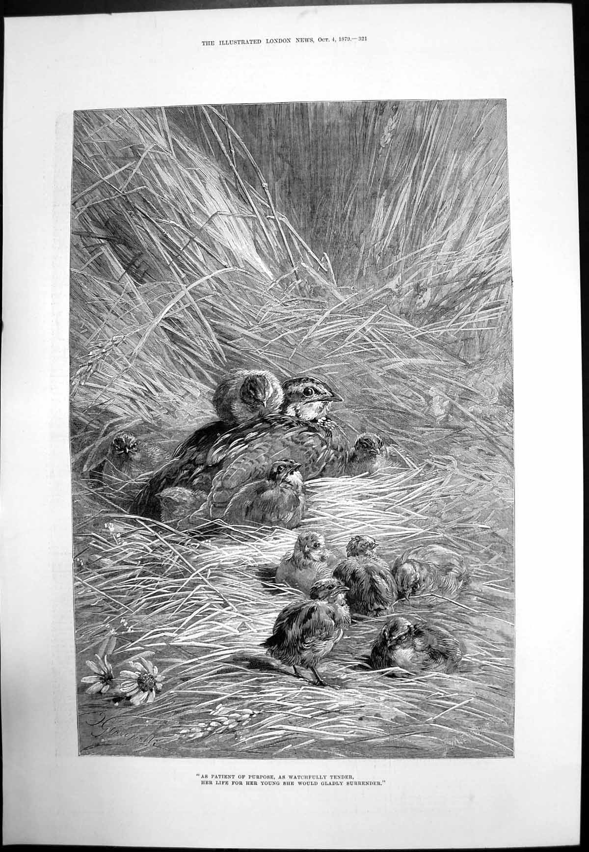 Original Old Antique Print Bird Nest Looking After Her Chicks 1879 Victorian