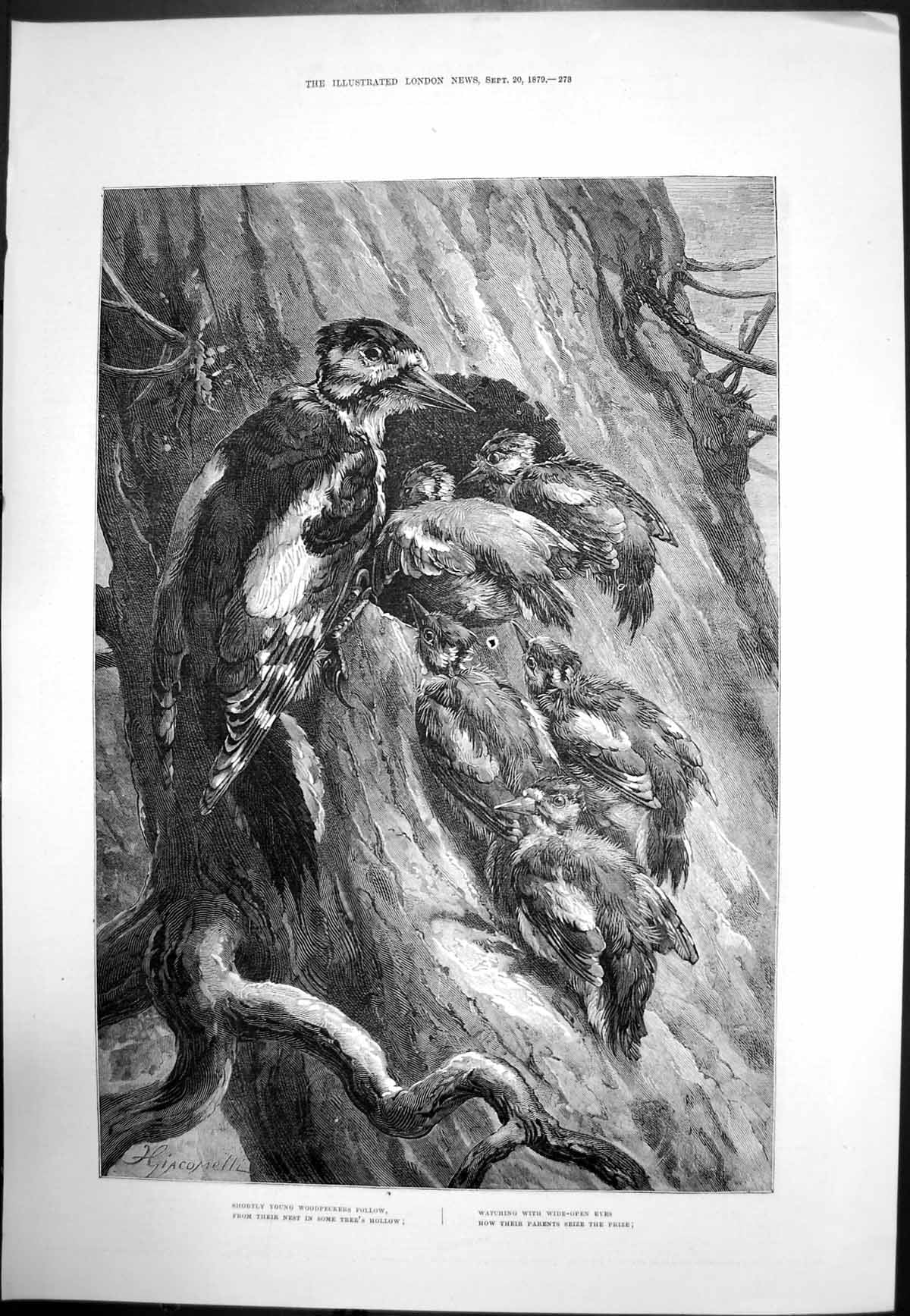 Old Antique Print Woodpeckers Nest Tree Hollow Young Watching Mother 1879 19th