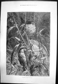 Original Old Antique Print Warbling Tender Roundelay Bird Near Nest Young 1879