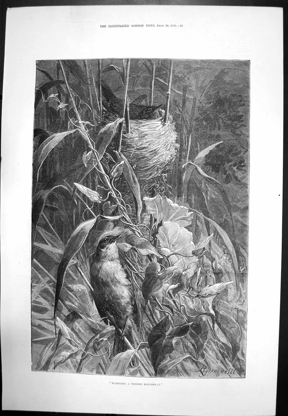 Original Old Antique Print Warbling Tender Roundelay Bird Near Nest Young 1879
