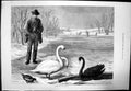 Original Old Antique Print Frozen Out En Downard Swans Duck On Frozen Lake 1879