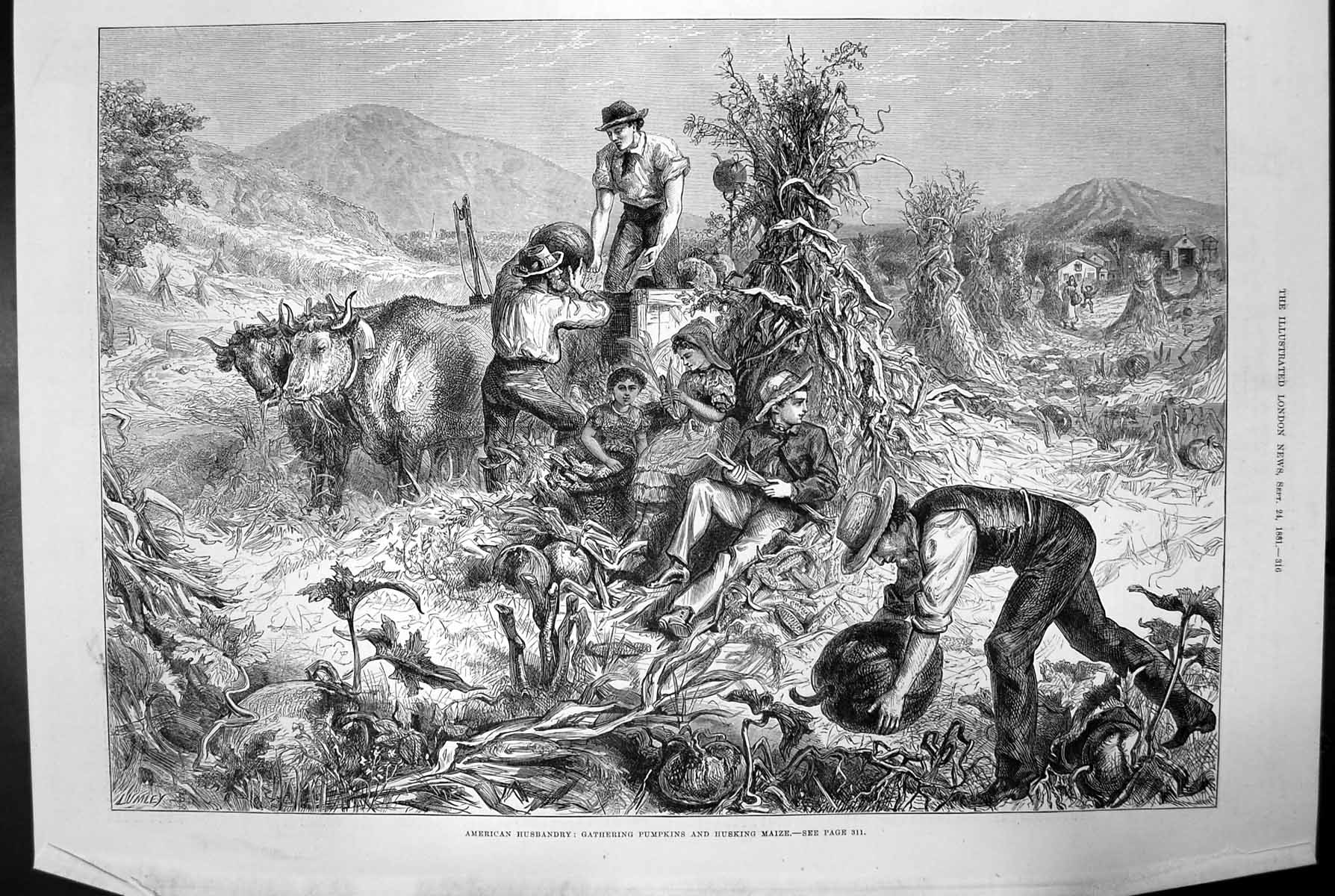 Antique Print American Husbandry Gathering Pumpkins And Husking Maize 1881 19th
