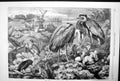 Antique Old Print The Heronry At Didlington Park Norfolk Heron Egg Nest 1868