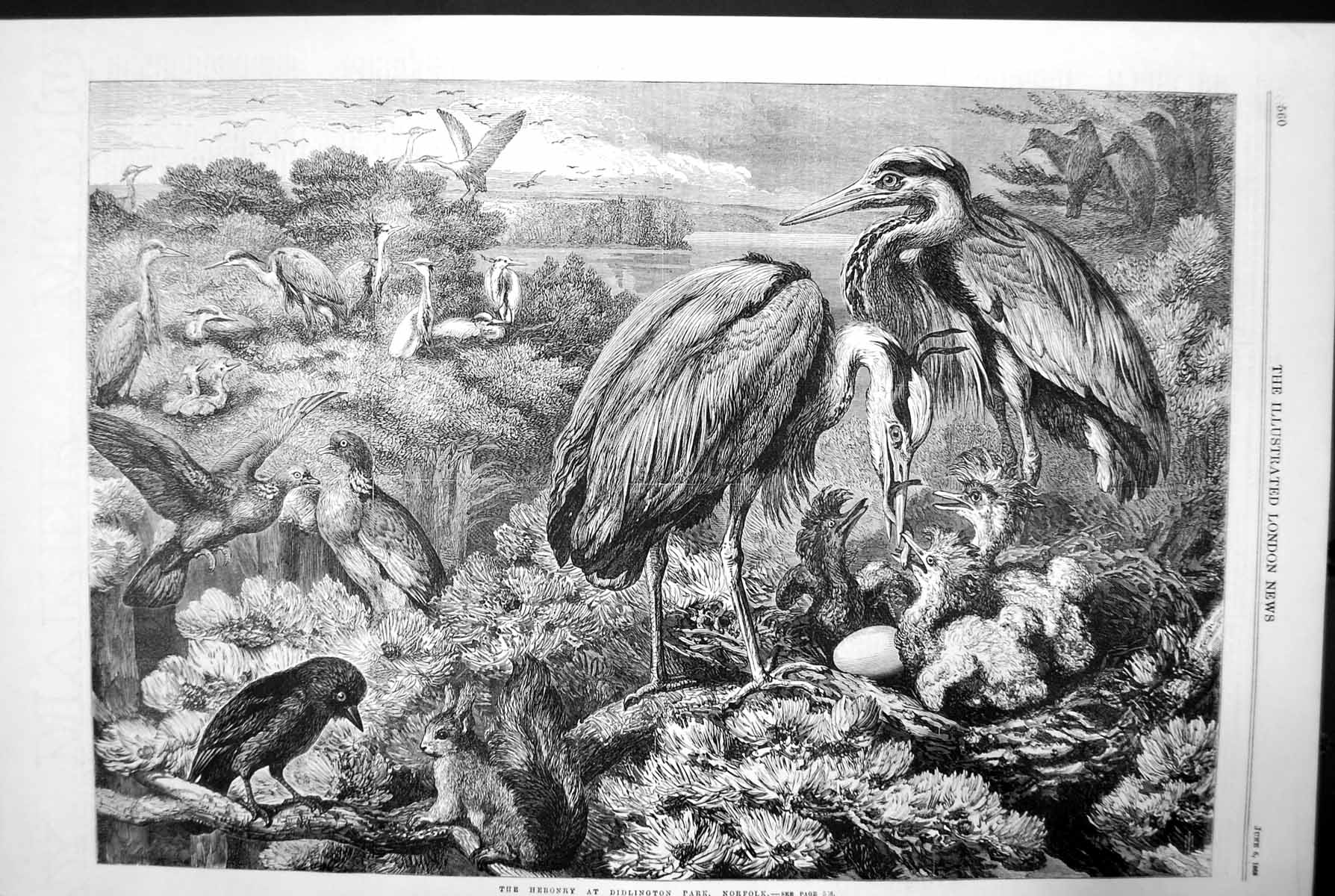 Antique Old Print The Heronry At Didlington Park Norfolk Heron Egg Nest 1868