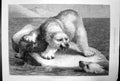 Antique Old Print A Disputed Claim Kill Seal Polar Bear Ice Sea Warning 1881