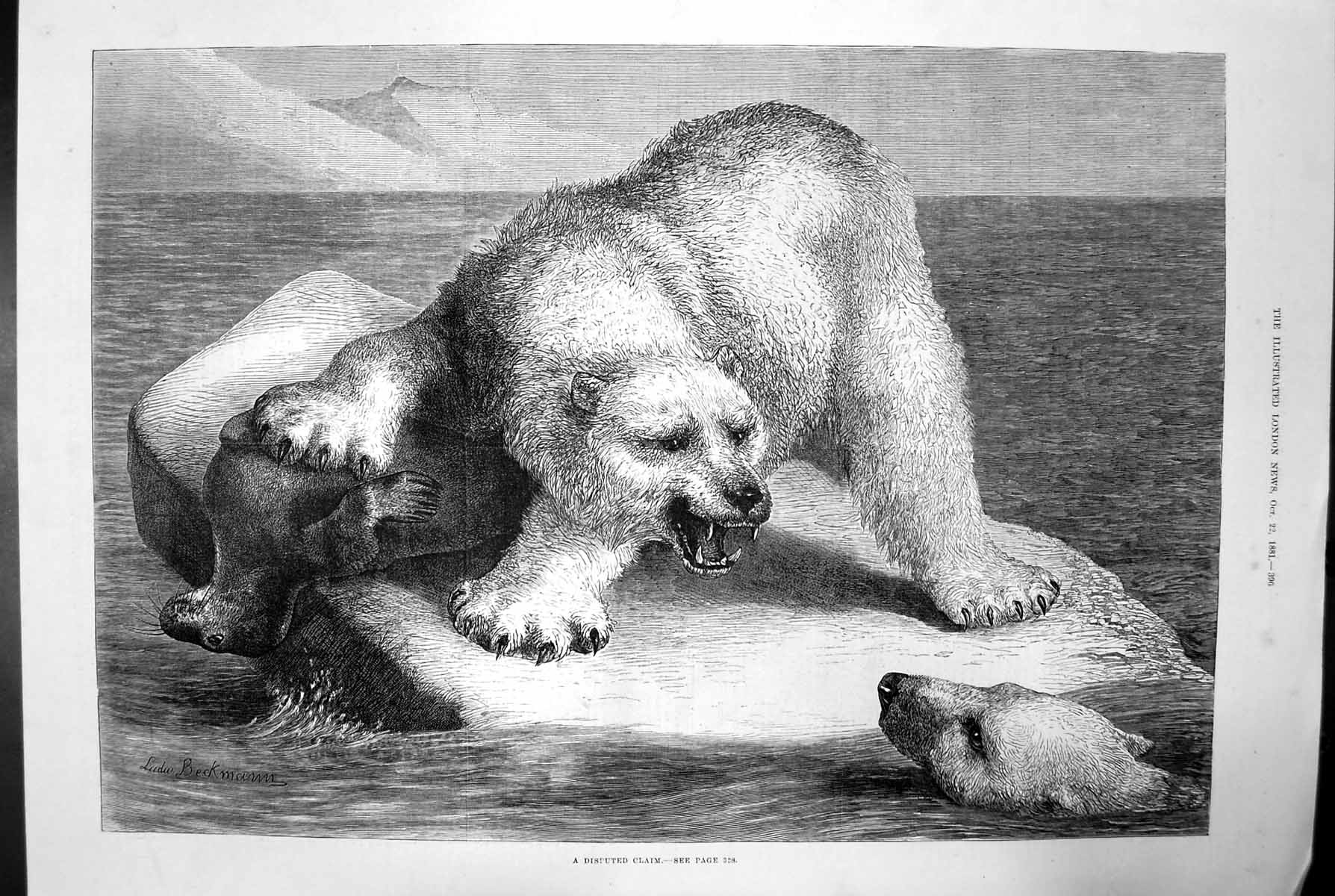 Antique Old Print A Disputed Claim Kill Seal Polar Bear Ice Sea Warning 1881