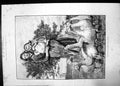 Old Antique Print Coming Events Cast Shadows Before Woman Baby Geese 1884 19th