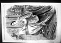 Antique Old Print Opening New Parliament Majesty Reading Royal Speech 1859 19th