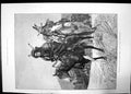 Antique Print Rising The North American Indians Braves Leaving 1891 Horses 19th