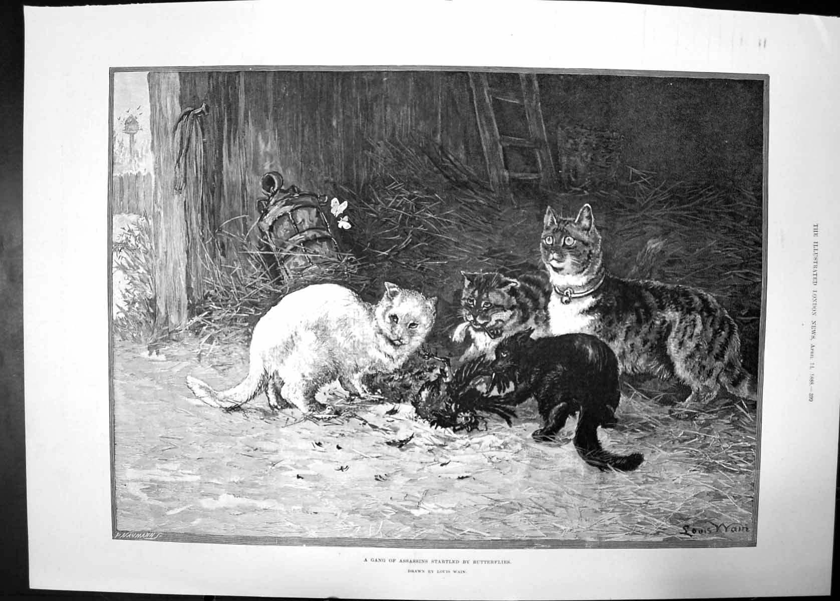 Old Antique Print Gang Assassins Startled Butterflies 1888 Cats Bird Wain 19th