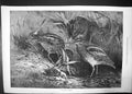 Original Old Antique Print The Months November 1871 Birds Grass Goddard 19th