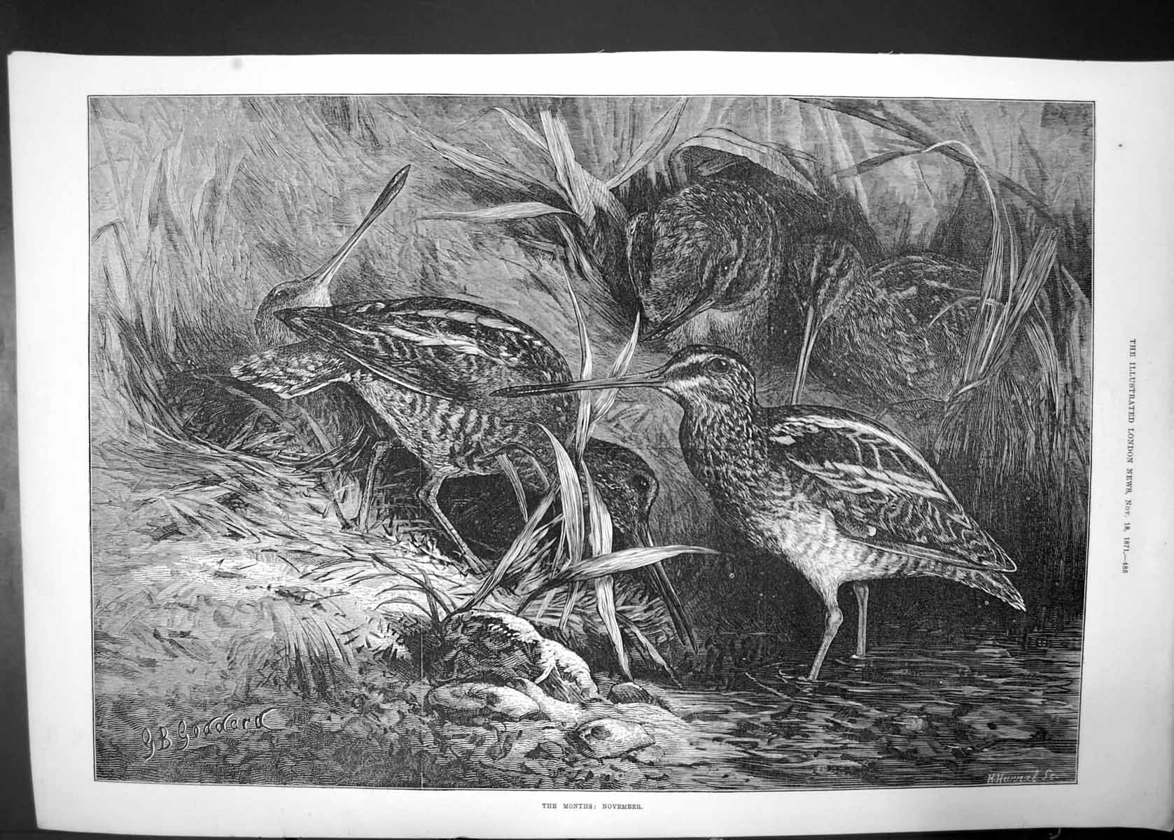 Original Old Antique Print The Months November 1871 Birds Grass Goddard 19th