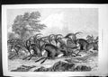 Antique Old Print Hunting The Sable Antelope South Africa 1871 Running Horns