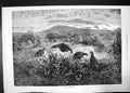 Original Old Antique Print The Months September 1871 Partidges Shooting 19th