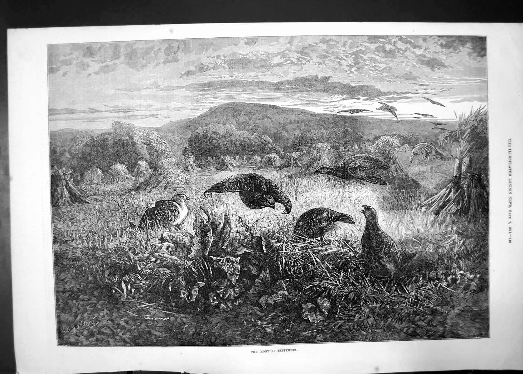 Original Old Antique Print The Months September 1871 Partidges Shooting 19th