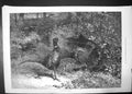Original Old Antique Print The Months October 1871 Pheasants Sportsmen Shooting