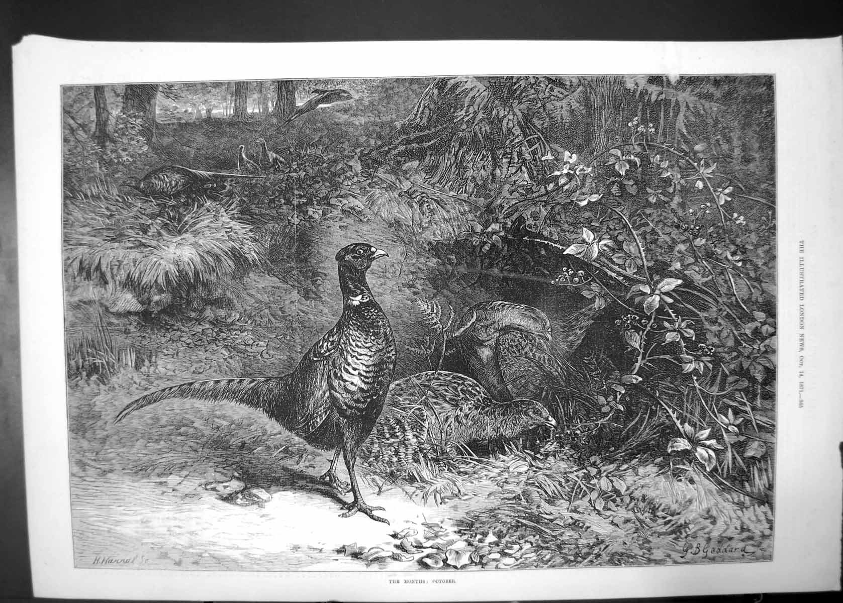 Original Old Antique Print The Months October 1871 Pheasants Sportsmen Shooting