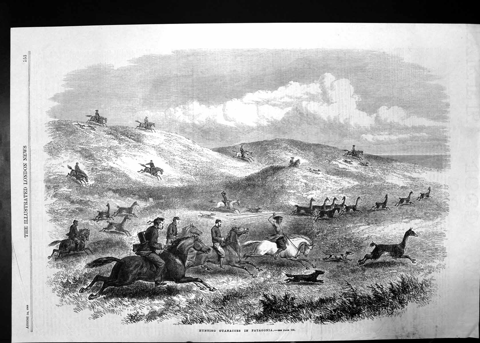Original Old Antique Print Hunting Guanacoes In Patagonia 1869 Horses Dogs 19th